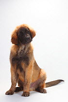 Leonberger, puppy, 5 months, sitting portrait.