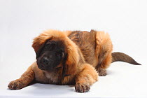 Leonberger, puppy, 5 months, lying down with head up and tilted.