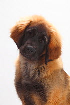 Leonberger, puppy, 5 months, head portrait.