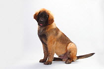 Leonberger, puppy, 5 months, sitting portrait.