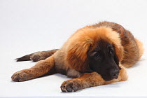 Leonberger, puppy, 5 months, lying down with head resting on front leg.