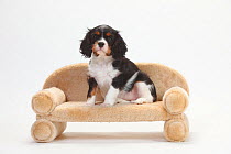 Cavalier King Charles Spaniel, puppy, tricolour, 9 weeks, sitting on small sofa.