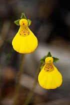 Wood's Lady's slipper / Slipperwort (Calceolaria biflora), Torres del Paine National Park, Patagonia, Chile