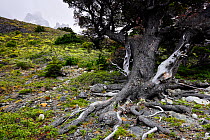 Old Southern coihue beech (Nothofagus dombeyi) under Cuernos del Paine, Torres del Paine National Park, Patagonia, Chile