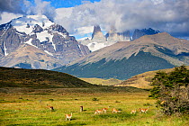 Guanaco (Lama guanicoe) herd below Torres del Paine, Torres del Paine National Park, Patagonia, Chile