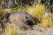 Larger Hairy armadillo (Chaetophractus villosus), Torres del Paine National Park, Patagonia, Chile