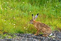 European hare (Lepus europaeus) in Torres del Paine National Park, Patagonia, Chile