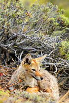 Argentine grey fox (Pseudalopex griseus) resting on ground, Torres del Paine National Park, Patagonia, Chile