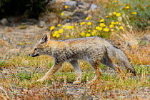 Argentine grey fox (Pseudalopex griseus) walking profile, Torres del Paine National Park, Patagonia, Chile