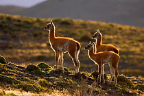 Guanaco (Lama guanicoe) three young standing alert, Torres del Paine National Park, Patagonia, Chile