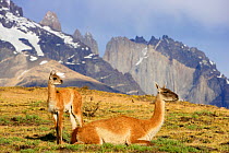 Guanaco (Lama guanicoe) female with young chulengo in Torres del Paine National Park, Patagonia, Chile