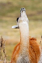 Guanaco (Lama guanicoe) stretching neck, Torres del Paine National Park, Patagonia, Chile