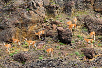 Group of young Guanaco (Lama guanicoe) called Chulengos in Torres del Paine National Park, Patagonia, Chile