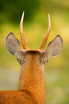 Chilean huemul or South Andean deer (Hippocamelus bisulcus), rear view of head, Torres del Paine National Park, Patagonia, Chile. Endangered species