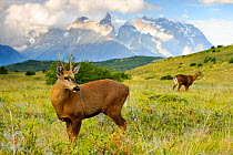 Chilean huemul or South Andean deer (Hippocamelus bisulcus), Torres del Paine National Park, Patagonia, Chile. Endangered species