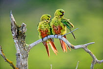 Austral parakeets (Enicognathus ferrugineus), couple preening on a branch, Torres del Paine National Park, Patagonia, Chile