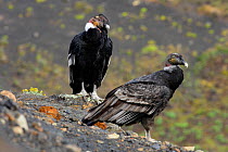 Andean condors (Vultur gryphus), male and female in the rain, Torres del Paine National Park, Patagonia, Chile