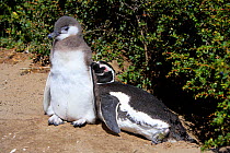 Magellanic penguins (Spheniscus magellanicus) mother asleep leaning on her young at their breeding colony in Seno Otway, Patagonia, Chile