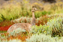 Darwin's rhea (Rhea pennata), resting on ground, Torres del Paine National Park, Patagonia, Chile