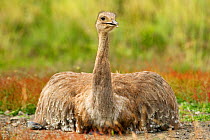 Darwin's rhea (Rhea pennata), resting on ground, Torres del Paine National Park, Patagonia, Chile