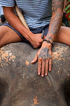 Close up of Mahout's hand on head of Domesticated Indian elephant (Elephas maximus)  Thailand, captive