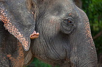 Domesticated Indian elephant (Elephas maximus) and Mahout's foot beneath ear, Thailand, captive