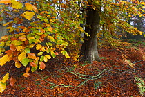European beech (Fagus sylvatica) Felbrigg Great Wood, Norfolk, UK, early November
