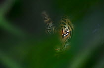 Bengal tiger (Panthera tigris tigris) looking through leaves, Thailand, captive