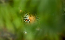 Bengal tiger (Panthera tigris tigris) looking through leaves, Thailand, captive