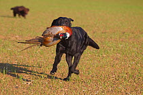 Black Labrador dog (Canis familiaris) retrieving cock pheasant on shoot, UK