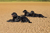 Black Labrador dogs (Canis familiaris) resting whilst on pheasant shoot, UK