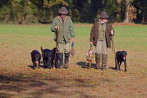 Black Labrador dogs (Canis familiaris) walking with owners on pheasant shoot, UK