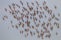 Black tailed godwits (Limosa limosa) flock in flight over marshes, Norfolk, UK