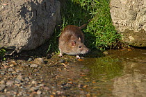 Brown rat (Rattus norvegicus) at duck pond in Norfolk, UK