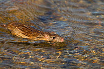 Brown rat (Rattus norvegicus) swimming in duck pond Norfolk, UK