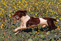 Cocker spaniel dog retrieving partridges on shoot, UK