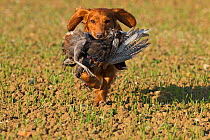 Cocker spaniel dog  retrieving partridges on shoot, UK