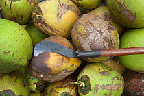 Harvested Coconuts (Cocos nucifera) with hand tool, Thailand