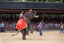 Indian elephant (Elephas maximus) standing on back legs with rider at show in Thailand Zoo