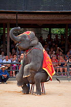 Indian elephant (Elephas maximus) sitting on chair at show in Thailand Zoo