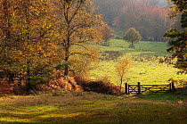 Felbrigg Great Wood, Norfolk, UK, early November