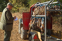 Collecting up shot Red legged Partridges and pheasants from shoot, UK