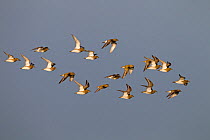 Golden plovers (Pluvialis apricaria) flock in flight, Cley, Norfolk, Autumn