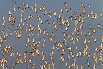 Golden plovers (Pluvialis apricaria) flock in flight, Cley, Norfolk, Autumn