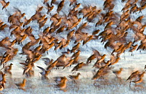 RF- Golden plovers (Pluvialis apricaria) flock taking off. Cley, Norfolk, Autumn. (This image may be licensed either as rights managed or royalty free.)