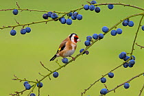 Goldfinch (Carduelis carduelis) on blackthorn / sloe berries, UK
