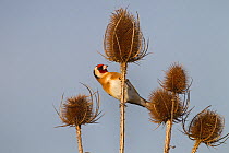 Goldfinch (Carduelis carduelis) on Teasel stem, UK
