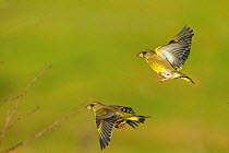 Greenfinches (Carduelis chloris) in flight, UK