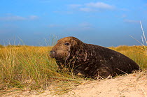 Grey seal (Halichoerus grypus bull) on beach, Norfolk, UK winter
