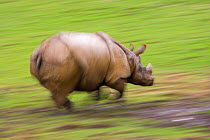 Indian rhinoceros (Rhinceros unicornis) charging, captive
